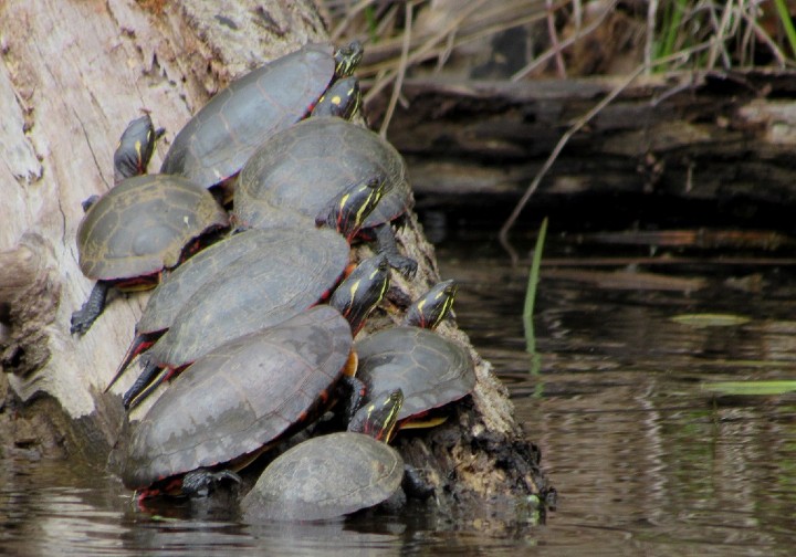 Midland Painted Turtles